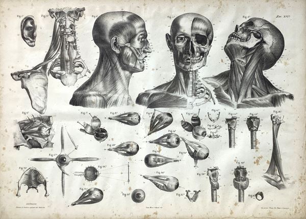 Studio elementi di anatomia applicata alle belle arti