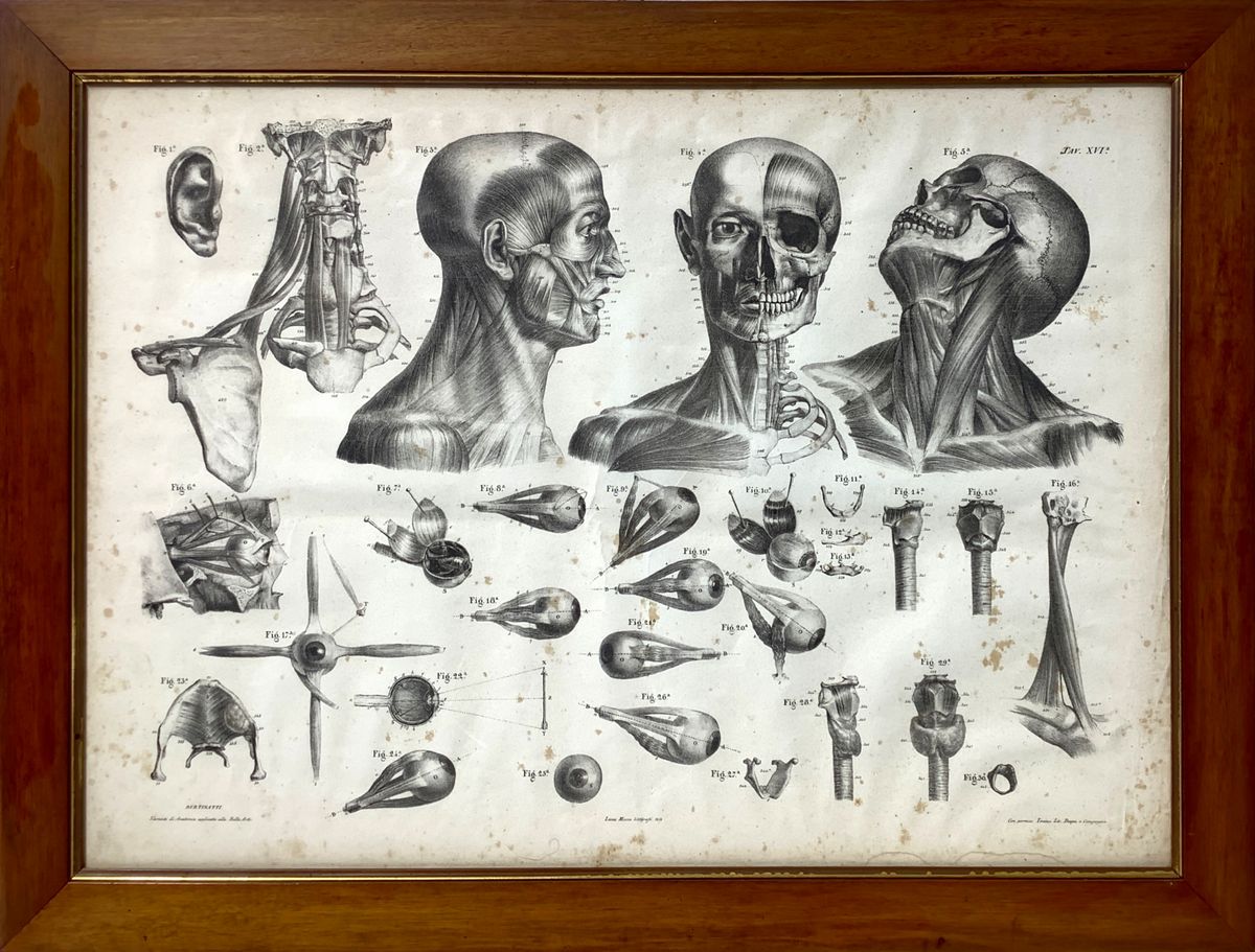 Leone Mecco (1838), Studio di elementi di anatomia applicata alle belle arti