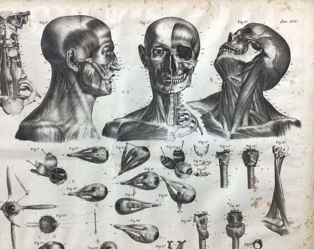 Leone Mecco (1838), Studio di elementi di anatomia applicata alle belle arti