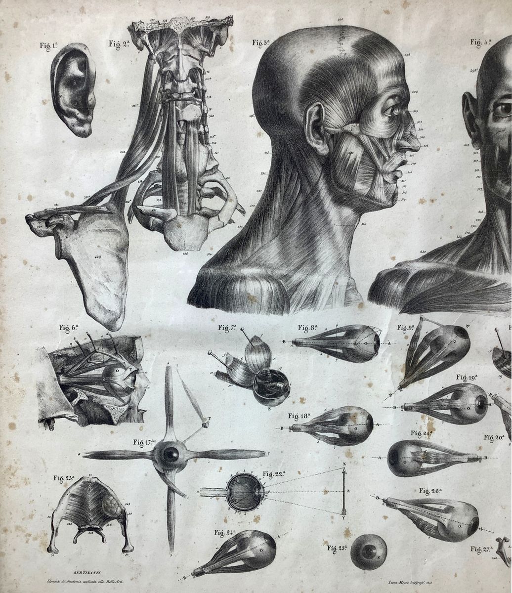 Leone Mecco (1838), Studio di elementi di anatomia applicata alle belle arti