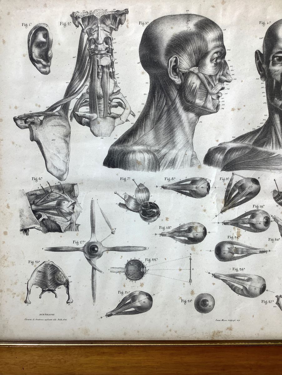 Leone Mecco (1838), Studio di elementi di anatomia applicata alle belle arti