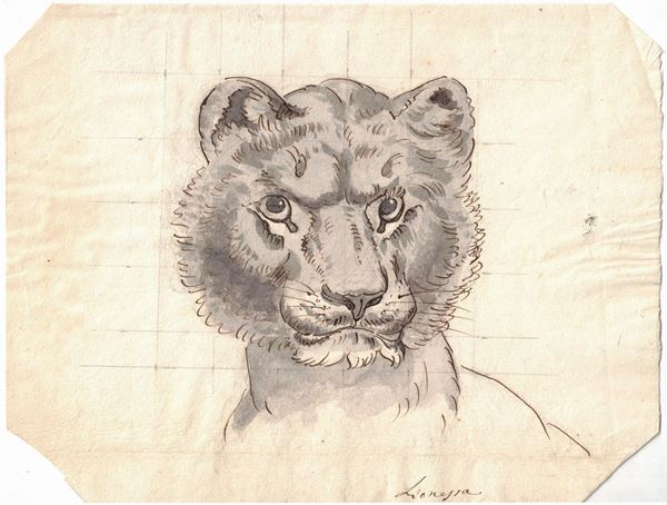 Lioness head
