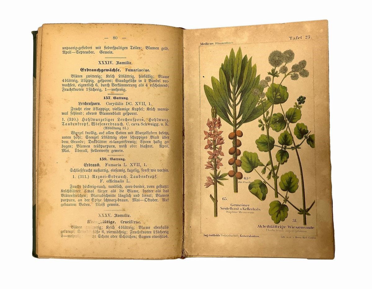 Flora von Deutschland