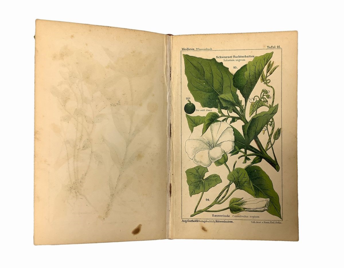 Flora von Deutschland