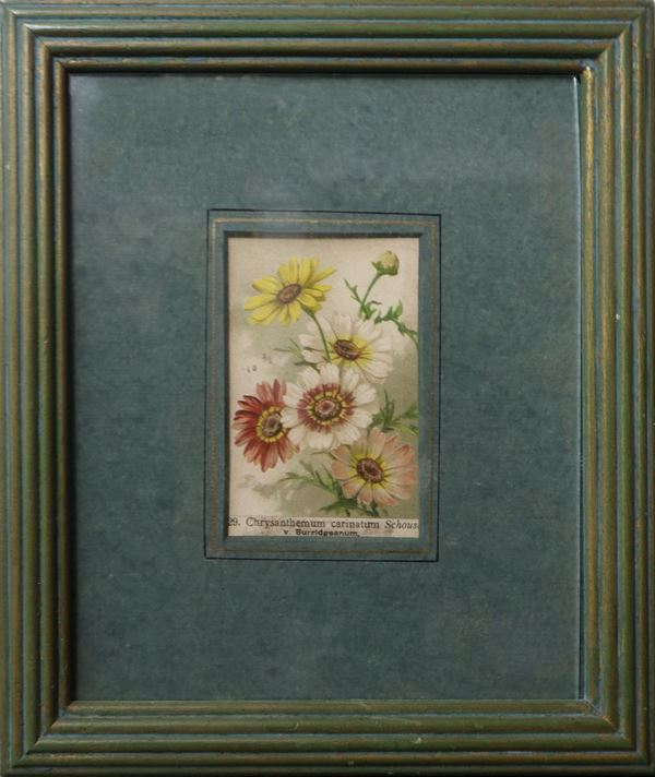 Chrysanthemum carinatum Schous