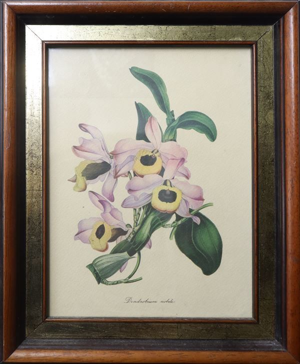 Cromolitografia raffigurante Dendrobium nobile