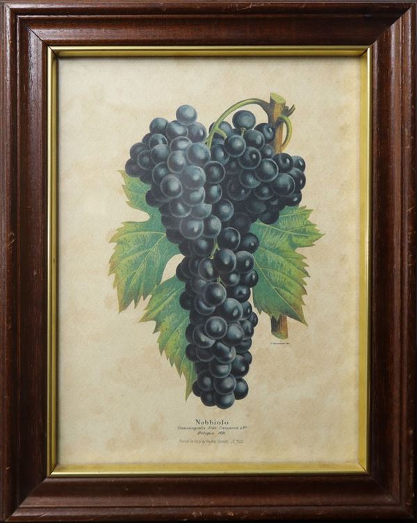 Chromolithography with Nebbiolo