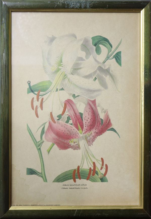 Lilium lancifolium album and roseum