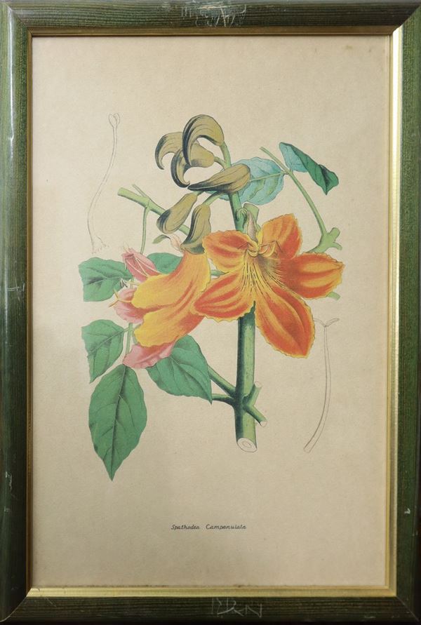 Spathodea Campanulata  - Auction AUCTION#44 Vintage Etchings, Drawings and Books - Casa d'aste La Rosa