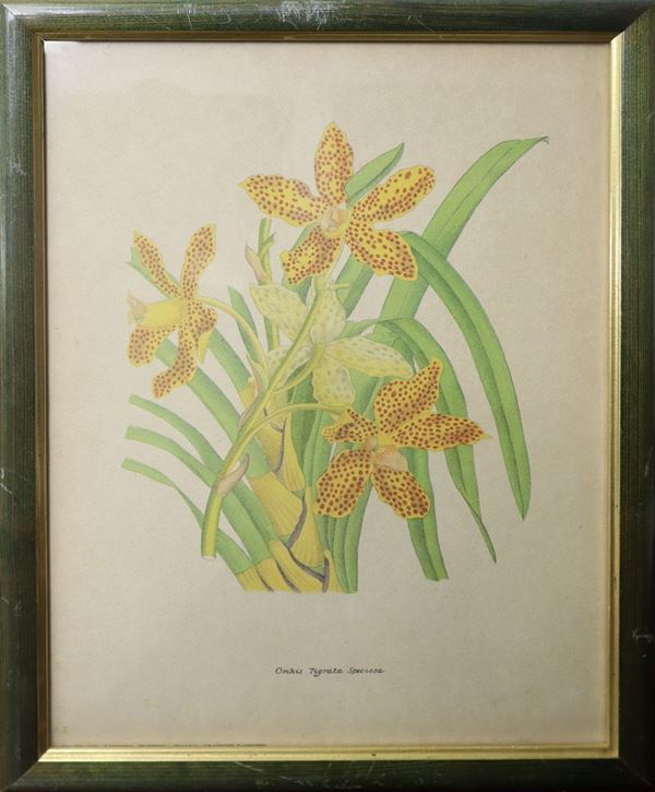 Orchis tigrata speciosa