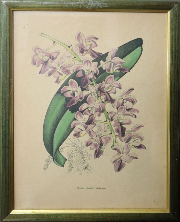 Orchis vanda violacea