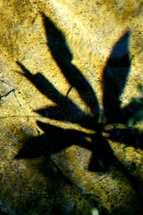 Collezione AQUA, titolo "O dia do cero maya", anno 2005. Brasil: Goias, Cerrado, ombra di foglia tropicale su acqua traparente e pietra gialla, diapositiva 0 / 5, 70x100, stampa digitale Fine Art su carta fotografica mat kodak, forex nero 20mm, bordato
