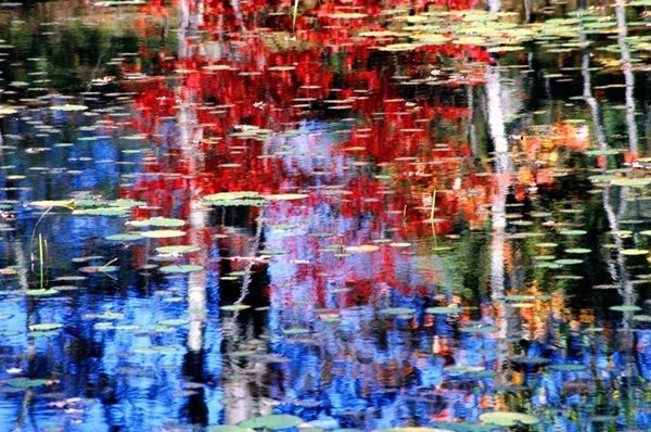 Collezione AQUA, titolo "Rhapsody", anno 2006. USA: NJ, Residenza per artisti ad I-Park, riflesso di alberi autunnali rossi su lago blu con ninfee, diapositiva 0 / 5, 66x100, stampa digitale Fine Art su tela, legno10mm 66x100