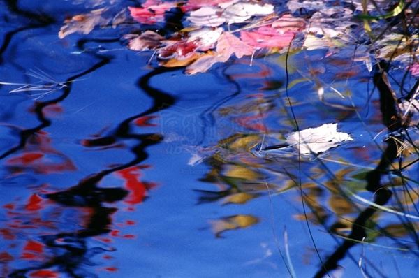 Collezione AQUA, titolo "Why Beauty", anno 2006. USA: NJ, Residenza per artisti ad I-Park, riflesso di foglie rosse e gialle su lago blu con foglie rosa e bianche sulla superficie, diapositiva 0 / 5, 70x100, stampa digitale Fine Art su carta fotografica mat kodak, forex nero 20mm, bordato