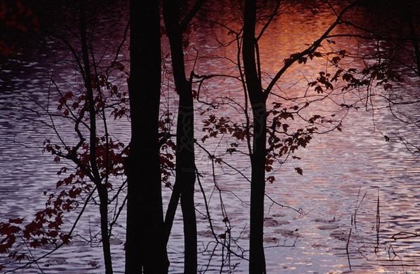 Collezione AQUA, titolo "Solfeggio", anno 2006. USA: NJ, Residenza per artisti ad I-Park, silouhette di alberi autunnali neri su lago viola e arancio, diapositiva 0 / 5, 70x100, stampa digitale Fine Art su carta fotografica mat kodak, forex nero 20mm, bordato