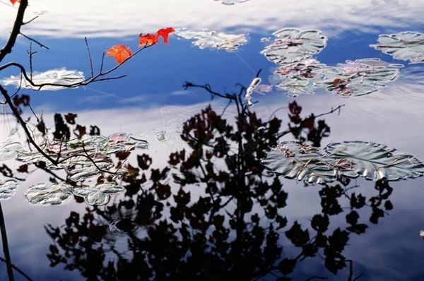 Collezione AQUA, titolo "Wandering", anno 2006. USA: NJ, Residenza per artisti ad I-Park, riflesso di foglie scure su lago blu  con ninfee, ramo con foglie rosse, diapositiva 0 / 5, 70x100, stampa digitale Fine Art su carta fotografica mat kodak, forex nero 20mm, bordato