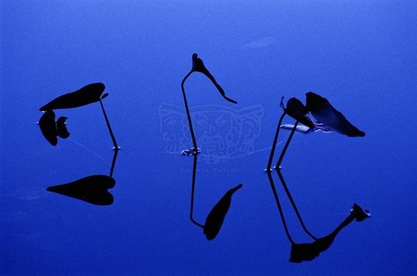Collezione AQUA, titolo "Water Lilies", anno 2006. USA: NJ, Residenza per artisti ad I-Park, riflesso di gigli d'acqua scuro su lago blu  , diapositiva pdA, 70x100, stampa digitale Fine Art su carta fotografica mat kodak, forex nero 20mm, bordato