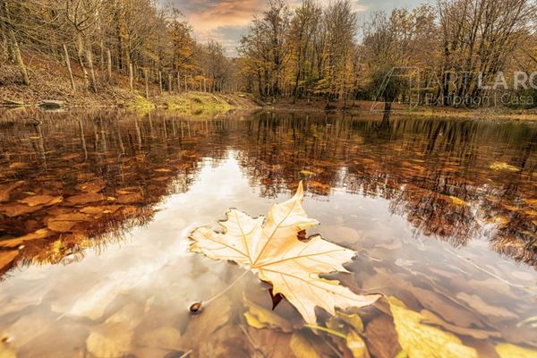 Fernando Famiani - Leaf on the lake