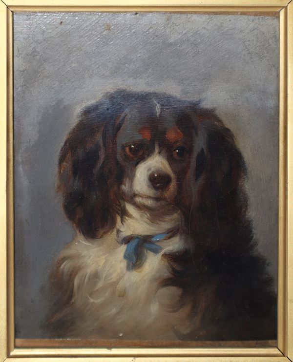 Thomas William Earl - Cavalier King con nastro azzurro al collo