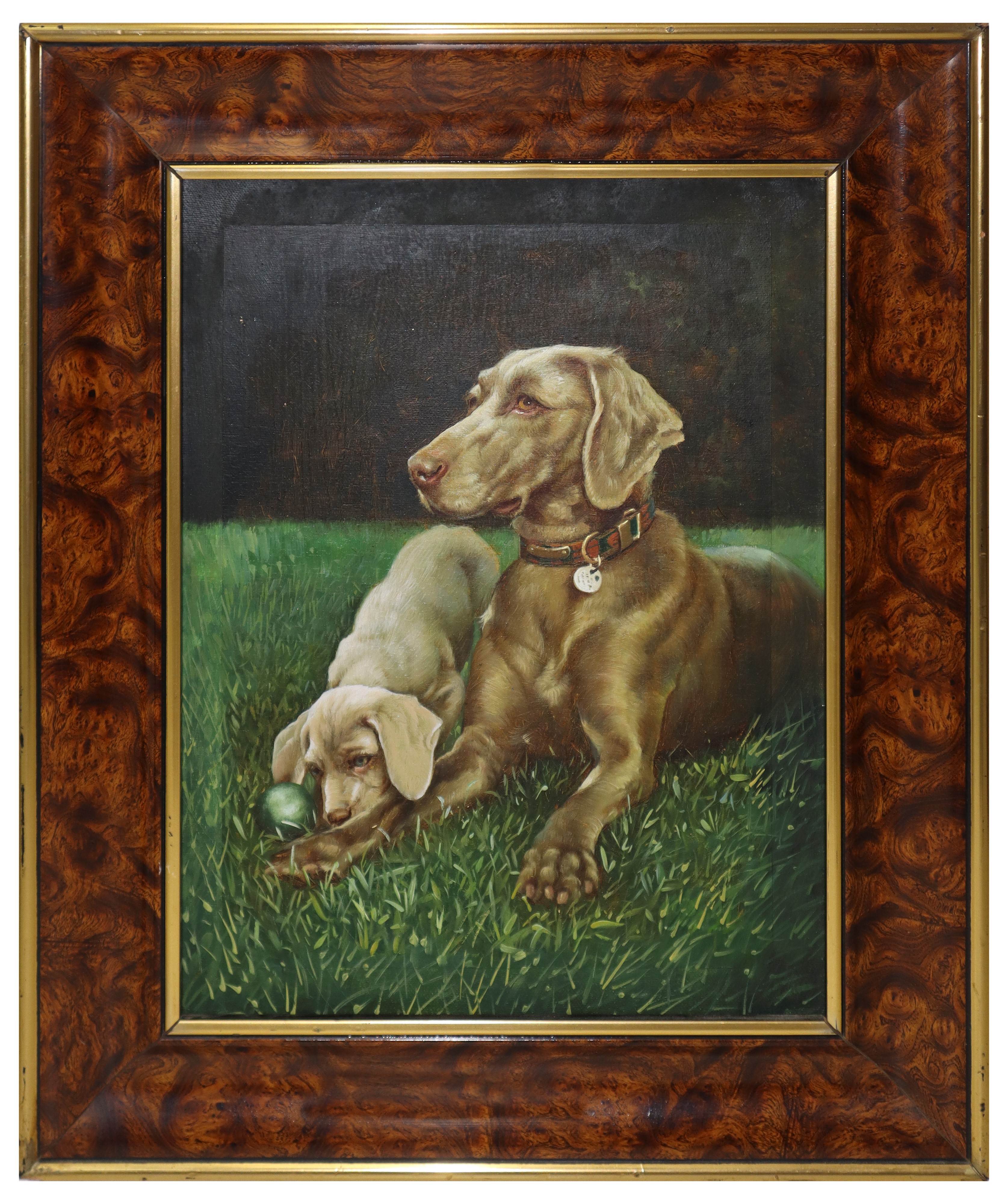 Coppia di Cani