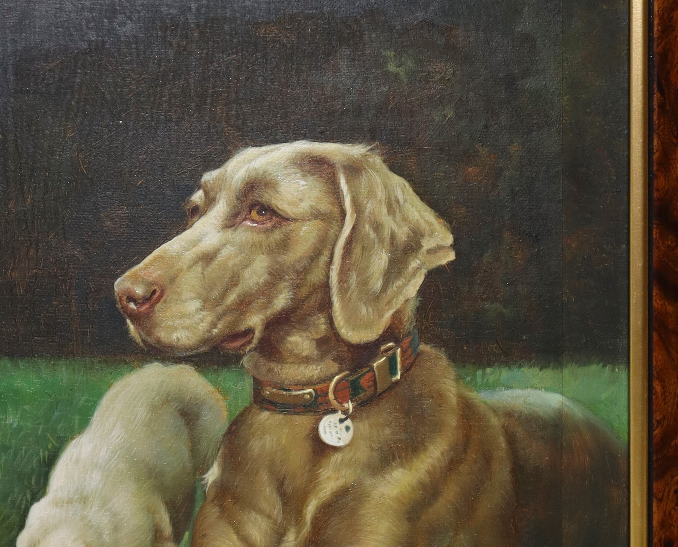 Coppia di Cani