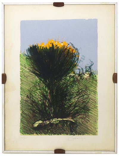 Ginestre, litografia