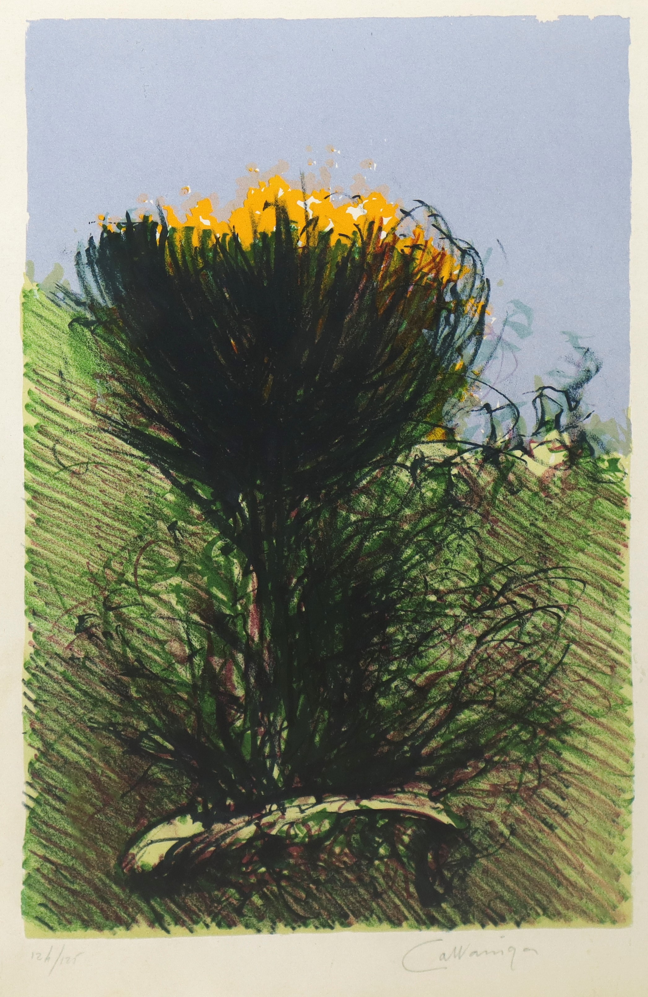 Giancarlo Cazzaniga - Ginestre, litografia