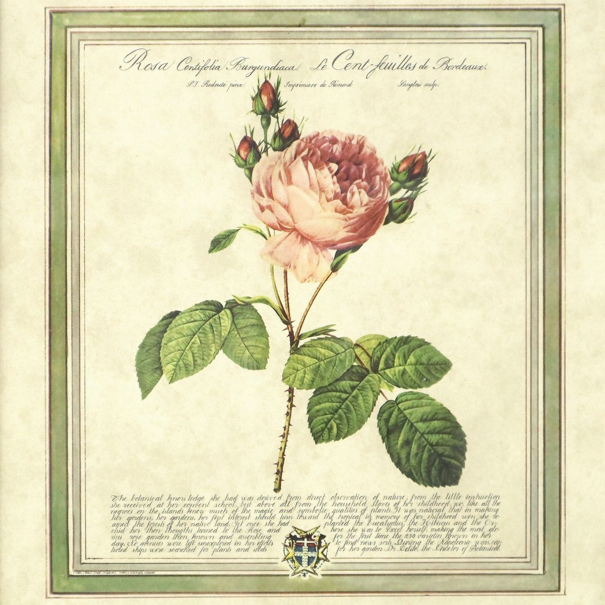 Rosa