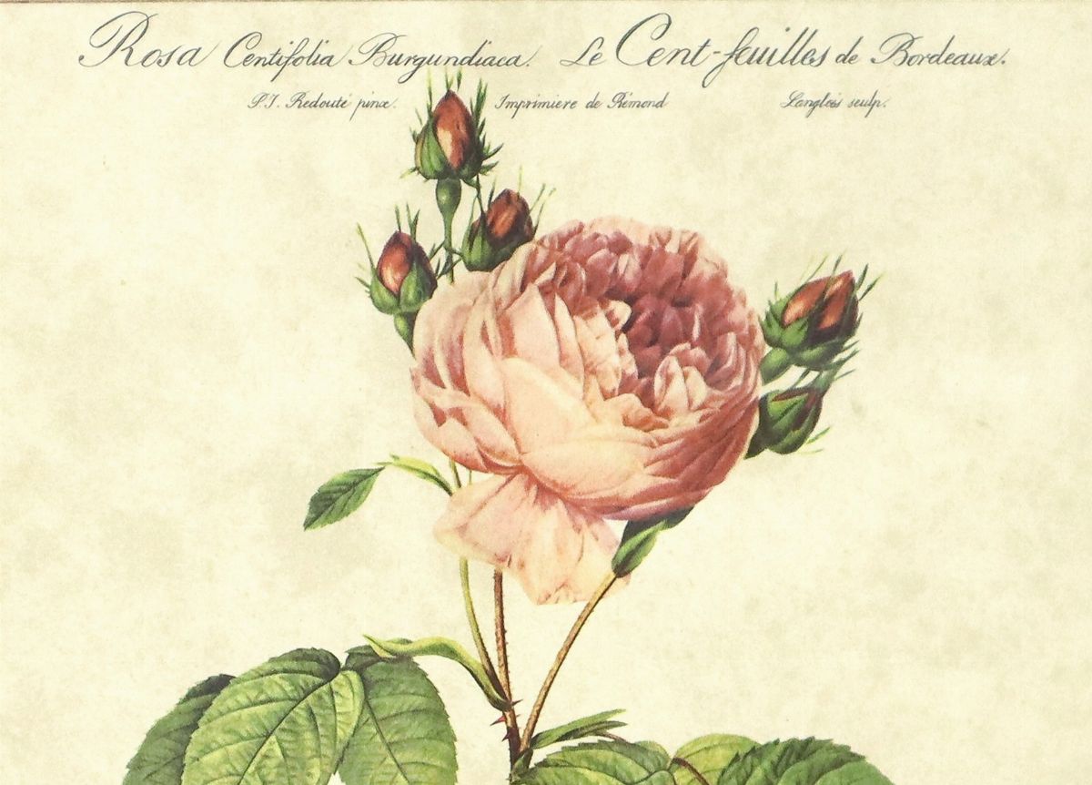 Rosa