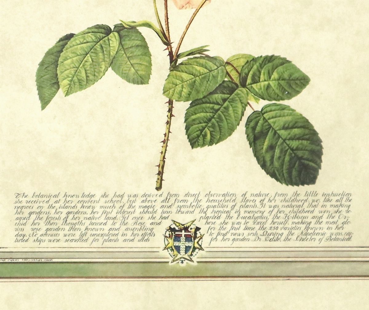 Rosa