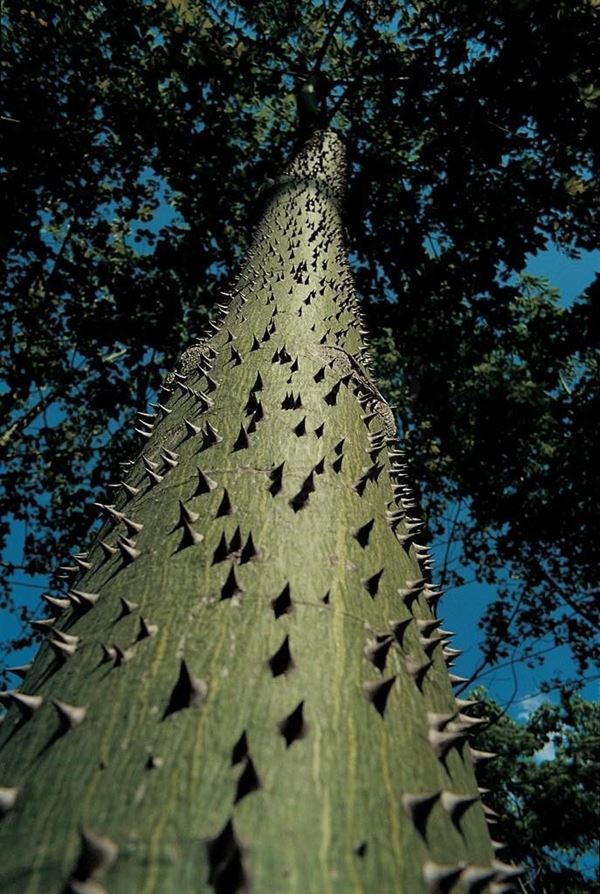 Collection EM, titled "Kapok", 1997. Sicila: kapok tree, slide 1/8, 70x104, Digital Fine Art print on glossy photo paper kodak, 25mm wooden board painted black