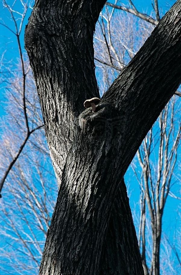 Collection EM, titled "Central Park NY", 2002. USA: NYC, Central Park, the fungus grew at the intersection of tree branches, slide 0/8, 70x104, Digital Fine Art print on glossy photo paper kodak, 25mm wooden board black lacquered