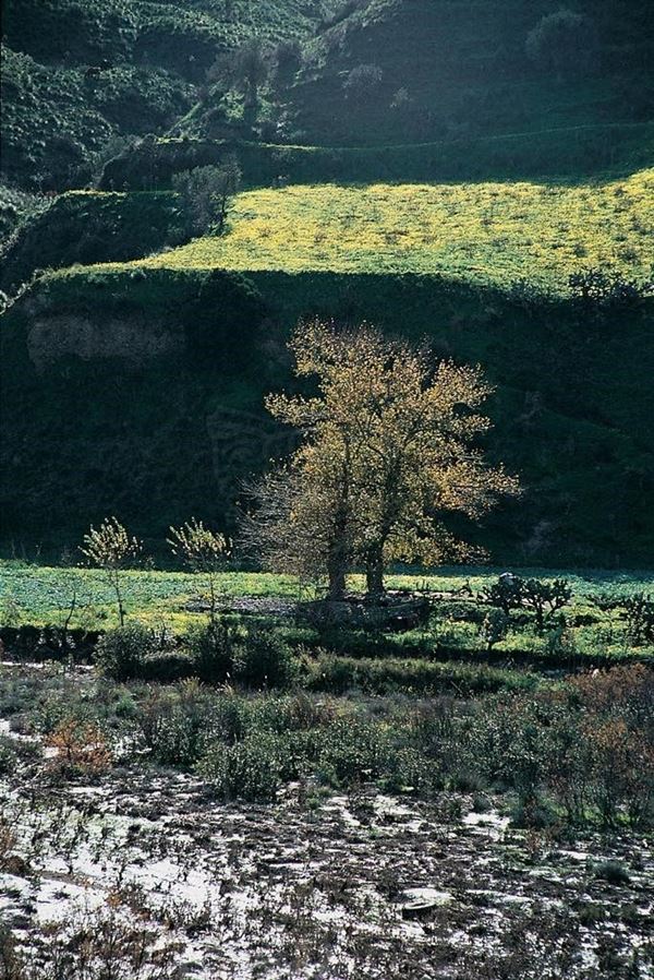 EM Collection, titled "Twins", 2003. Sicilia: 2 sets of twins trees in the foreground snow, slide 1/8, 50x74,5, cibachrome slide by direct printing, forex white 10mm