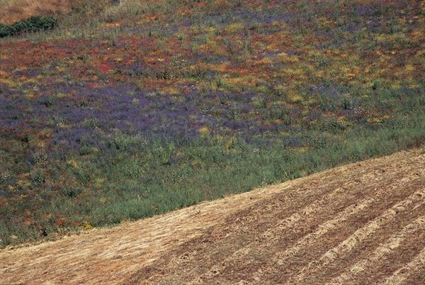 Collezione EM, titolo "Terra", anno 2003. Sicilia: campo coltivato in primo piano, campo selvatico sullo sfondo, diapositiva 0 / 8, 50x74,5, CIBACHROME stampa diretta da diapositiva ,  forex bianco 10mm 