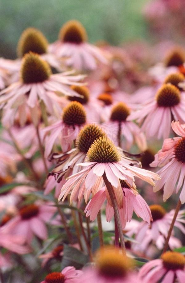 Collection "FLORA" 2009 slide, 50x70, Digital Fine Art print on canvas, Germany: Freiburg, pink daisies