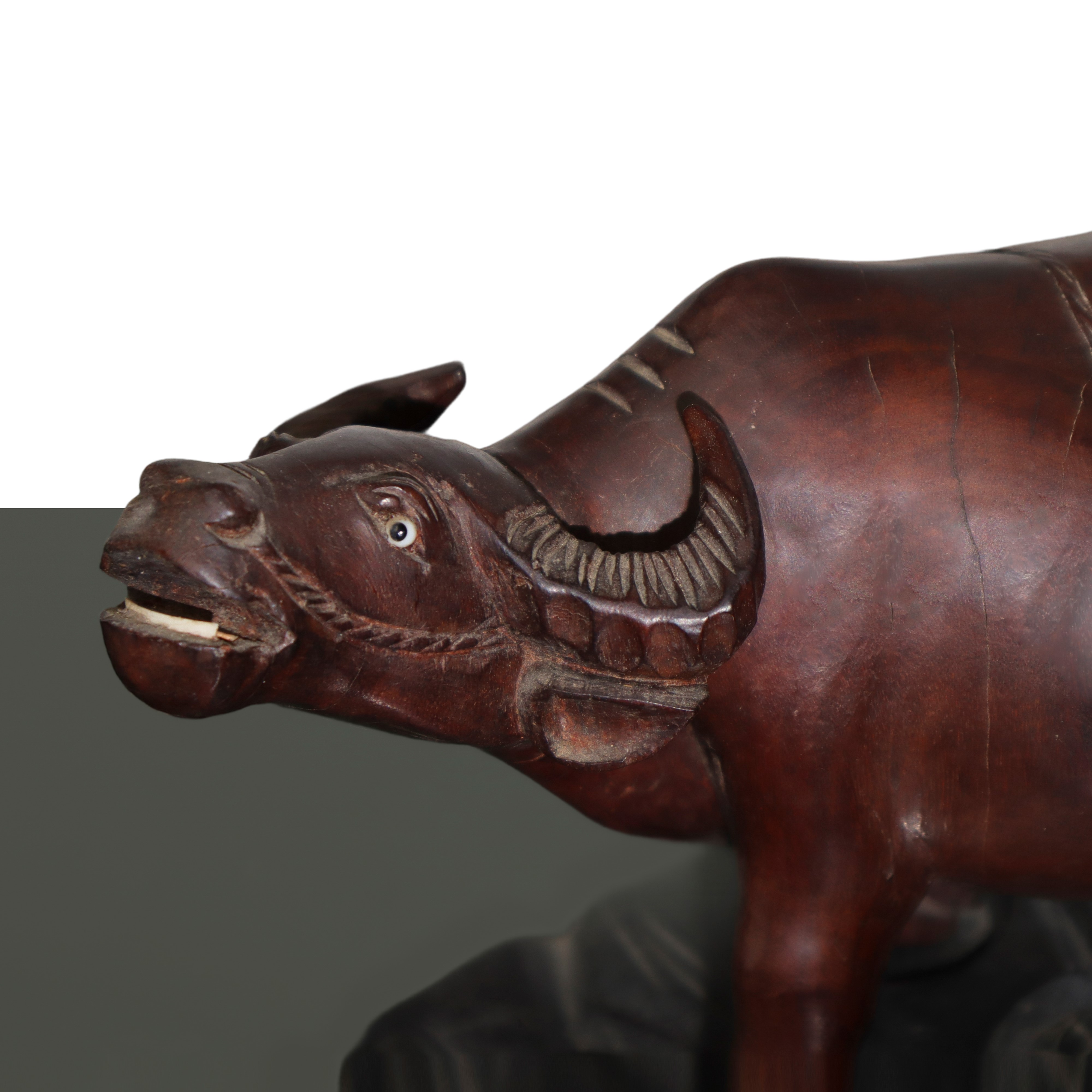 Scultura in Legno di Bufalo, con Base