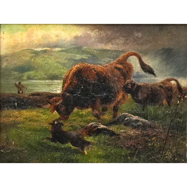 Country scene with Scottish cattle