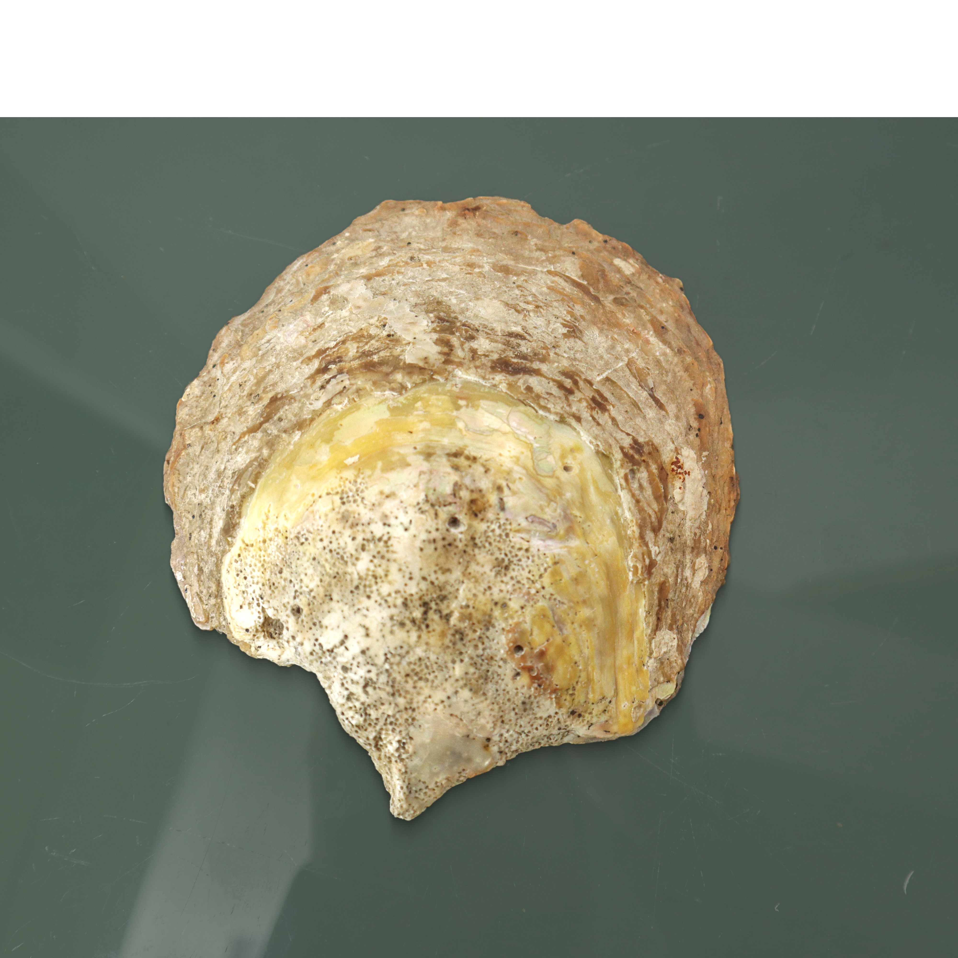 Conchiglia Dipinta in Policromia con Scena Biblica, Transito di S.giuseppe