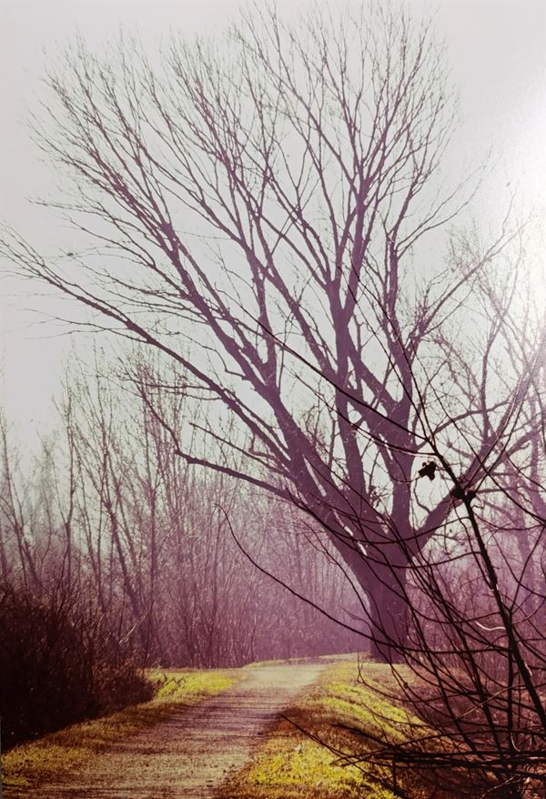 Abbas Gharib - Fog