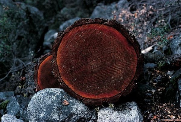 Collection EM, titled "Tree Section", 1983. USA: Sequoia Park, Sequoia section, slide 1/8, 30x45, Cibachrome print directly from the slide, 40x55 forex 10mm, Contouring white, cardboard, cover edges volcanic sand