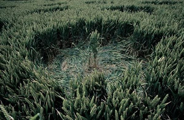 Collection EM, called "Crop Circle", 2002. UK: Crop Circle (detail), slide 1/8, 30x45, Cibachrome print directly from the slide, 40x55 forex 10mm, Contouring white, cardboard, cover edges volcanic sand