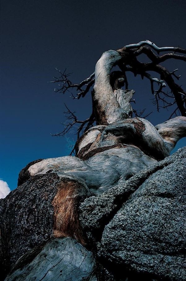 Collection EM, titled "Stonetree (Tree 1)", 1983. USA: Utah, Jardine Juniper Tree (2000 years), retail, slide 1/8, 30x45, cibachrome slide by direct printing, 40x55 forex 10mm, Contouring white, cardboard, edges coating volcanic sand