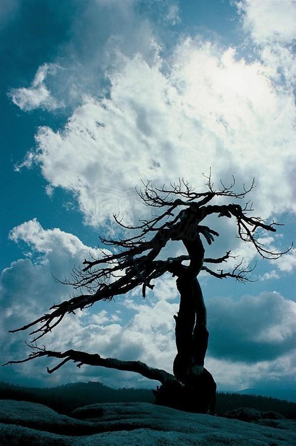 Collection EM, titled "Dancer (" tree 3 ")", 1983. USA: Utah, Jardine Juniper Tree (2000 years), slide 1/8, 30x45, cibachrome slide by direct printing, 40x55 forex 10mm, Contouring white, cardboard, edges coating volcanic sand