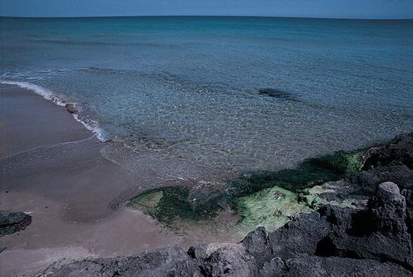 Collection EM, titled "Weed", year 2000. Sicily Eloro beach detail with seaweed in the foreground, slide 1/8, 30x45, Cibachrome print directly from the slide, 40x55 forex 10mm, Contouring white, cardboard, cover edges volcanic sand