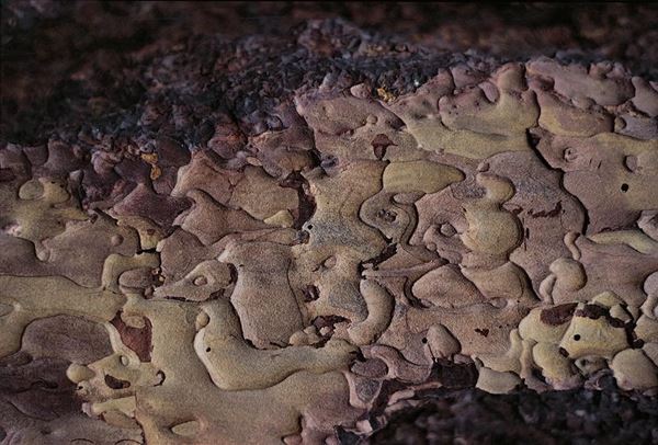 Collezione EM, titolo "Puzzle", anno 1983. USA: Rocky Mountains, dettaglio di corteccia di sugaracea, diapositiva  1 / 8 , 30x45, CIBACHROME stampa diretta da diapositiva , 40x55 forex 10mm, perfilo bianco, cartoncino, bordi rivestimento sabbia vulcanica 