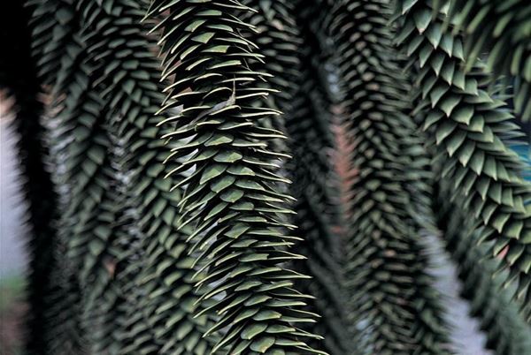 Collection EM, titled "monkeypuzzle", 2002. Varese: Villa Panza, detail of ancient tree, slide 1/8, 30x45, Cibachrome print directly from the slide, 40x55 forex 10mm, Contouring white, cardboard, cover edges volcanic sand