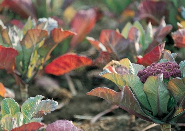 Collection EM, titled "Cauliflower", 2000. Sicilia: cauliflower field, detail, color negative 1/8, 30x45, printing from color negative photographic paper, 40x55 forex 10mm, Contouring white, cardboard, cover edges volcanic sand