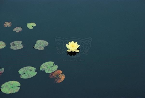 Collection EM, titled "Nymphaea", 1983. USA: San Francisco Botanical Garden, detail of the lily pond, slide 3/8, 30x45, cibachrome slide by direct printing, 40x55 forex 10mm, Contouring white, cardboard, cover edges volcanic sand