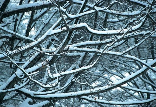 Collection EM, titled "Upstate NY", 2002. USA: Upstate Ny detail of branches covered with snow, slide 1/8, 30x45, Cibachrome print directly from the slide, 40x55 forex 10mm, Contouring white, cardboard, cover edges volcanic sand