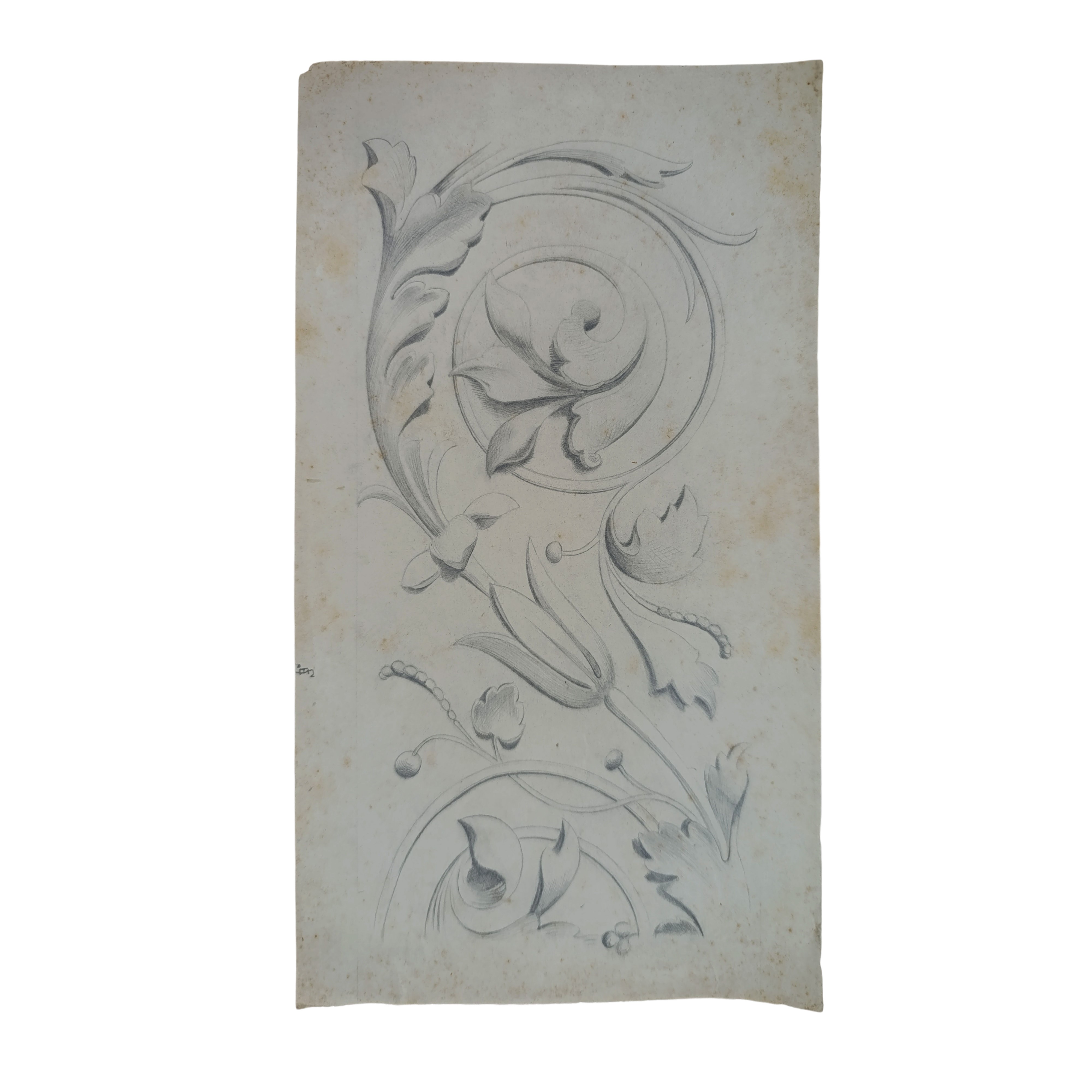 N°2 Disegni raffiguranti foglie d'acanto